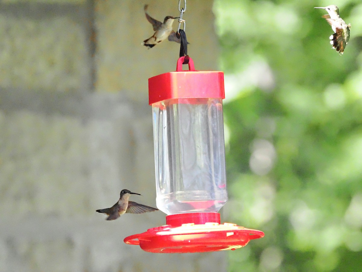 Ruby-throated Hummingbird - ML622158653