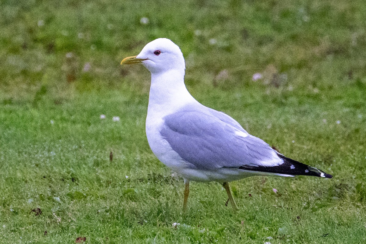 Herring Gull - ML622158654