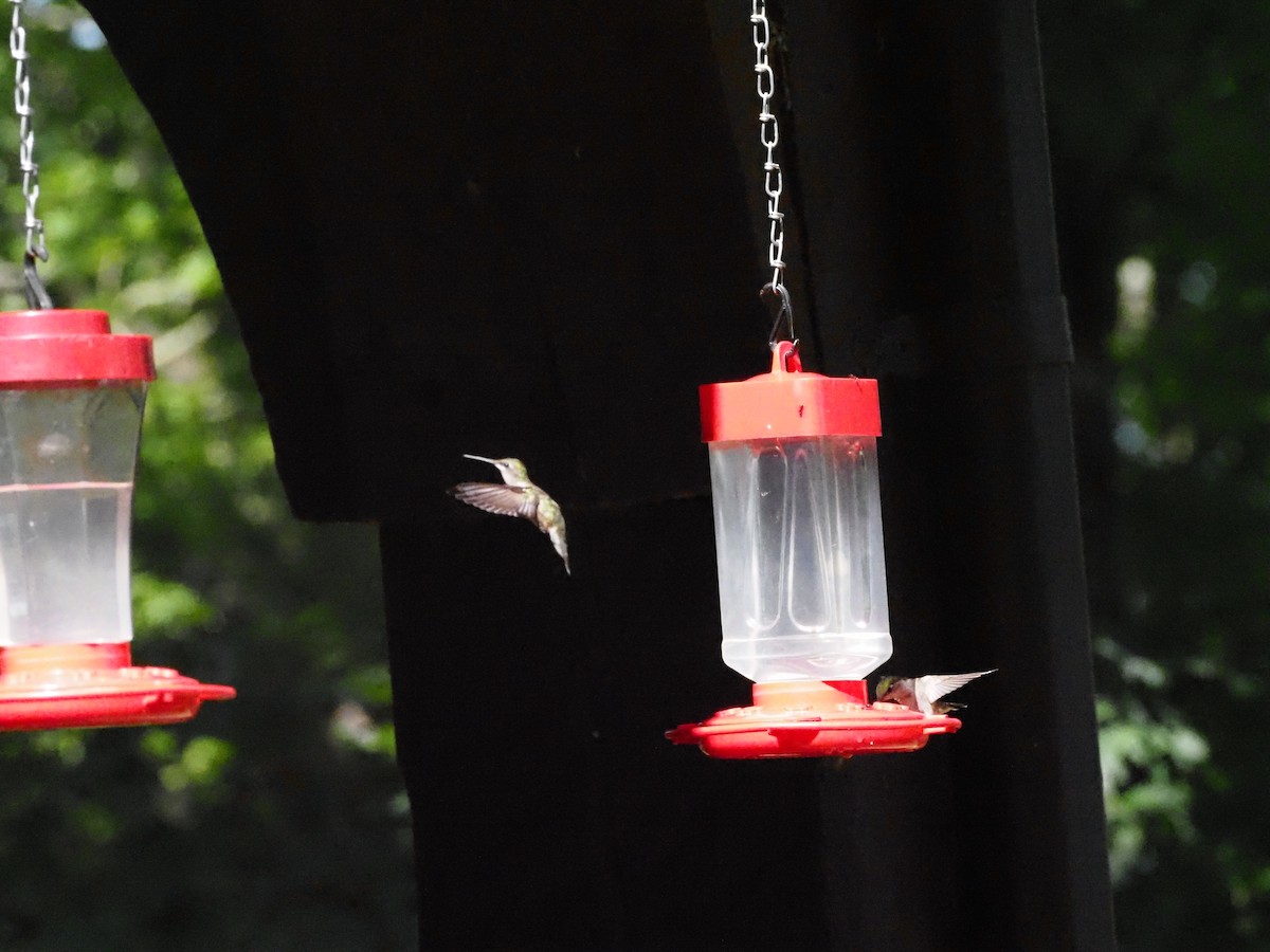 Ruby-throated Hummingbird - ML622158655