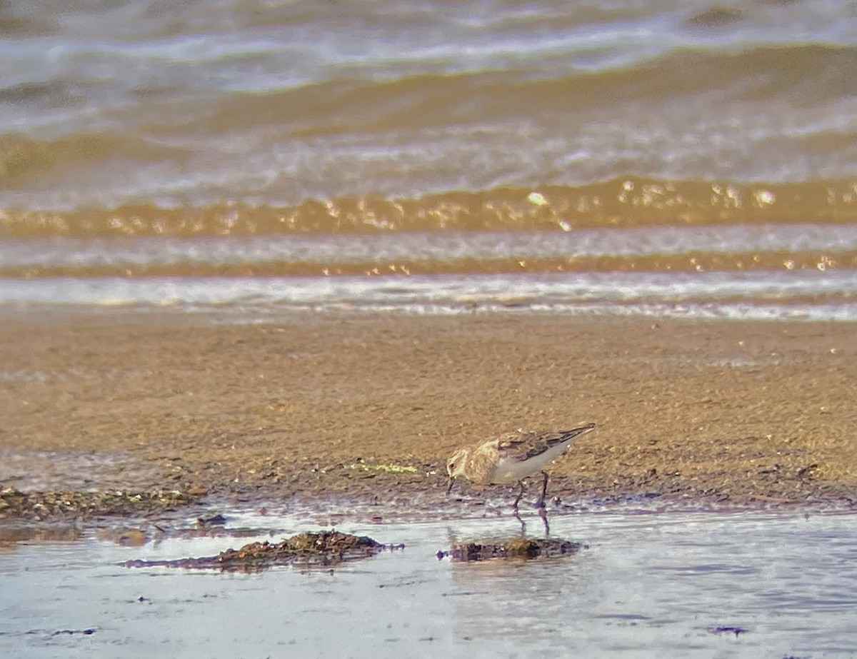 Temminck's Stint - ML622158656