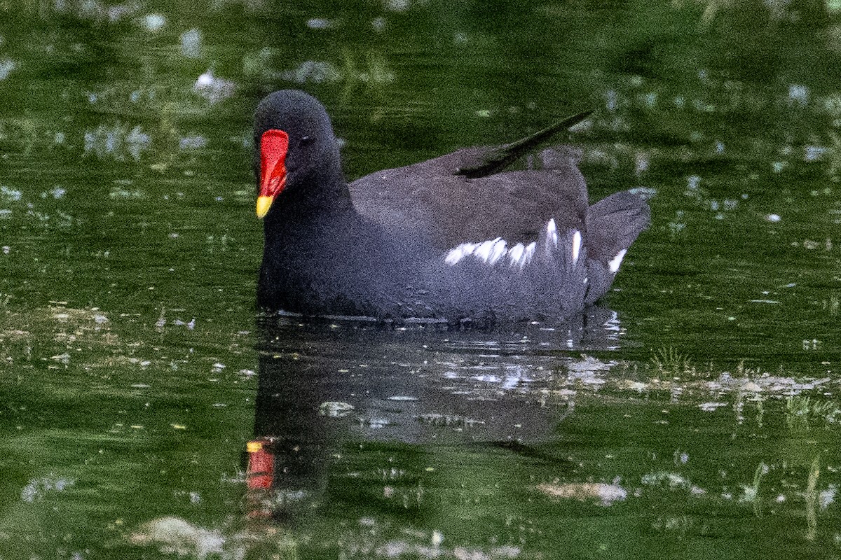 Eurasian Moorhen - ML622158657