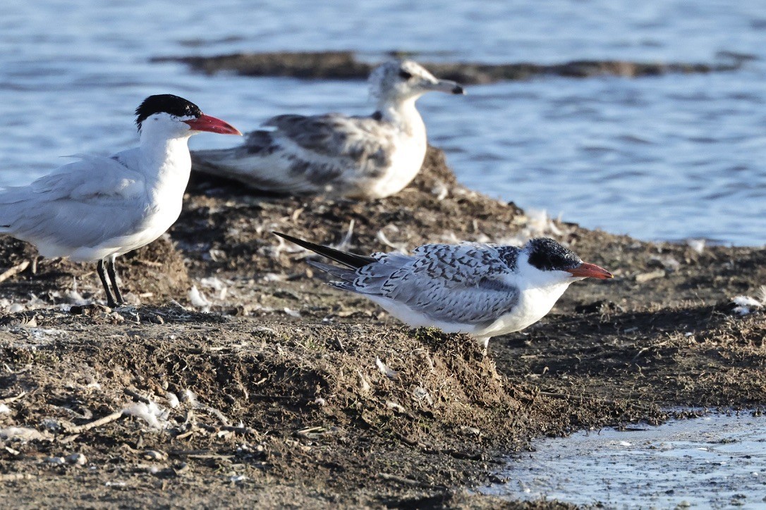 Caspian Tern - Albert Linkowski