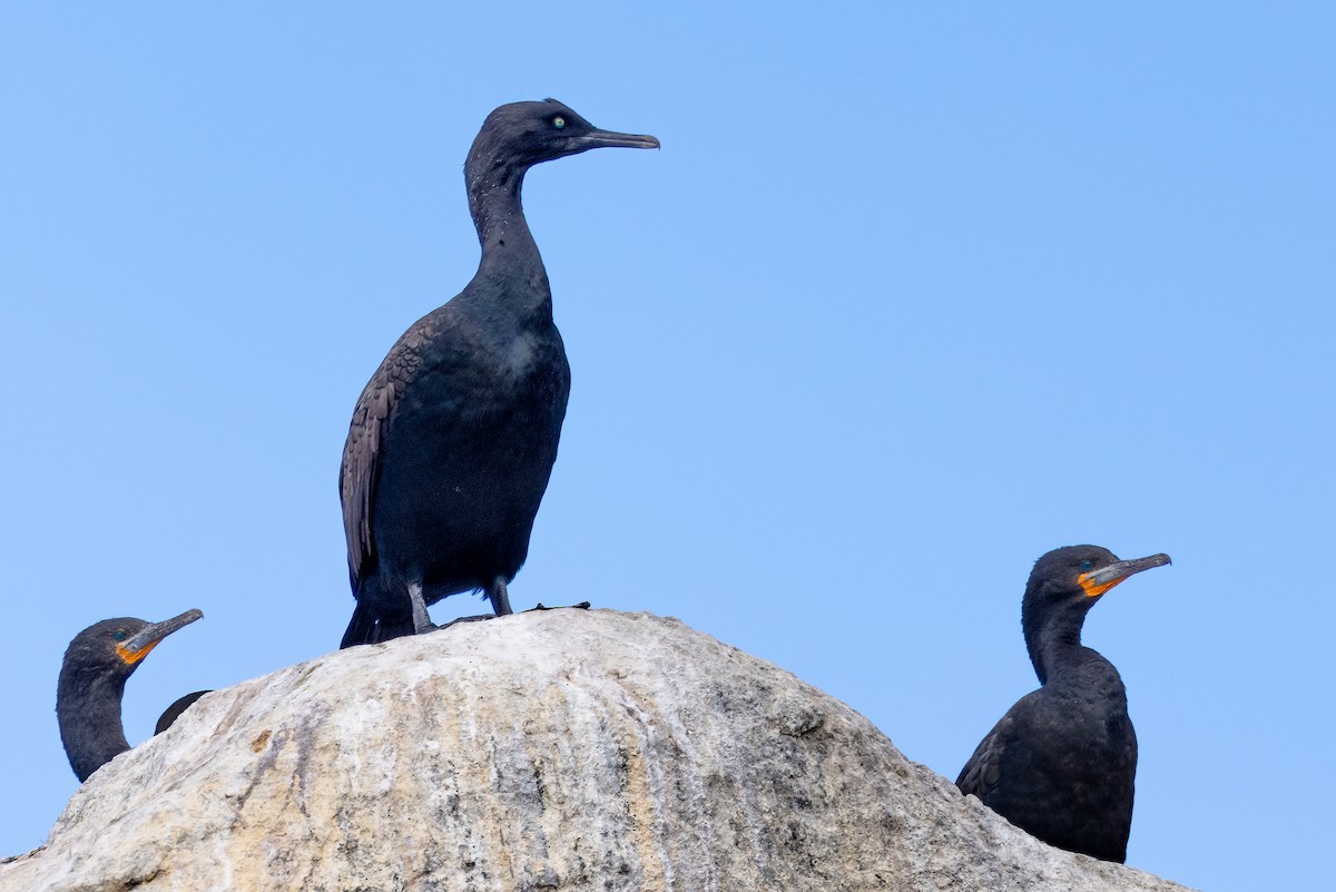 Bank Cormorant - ML622158659