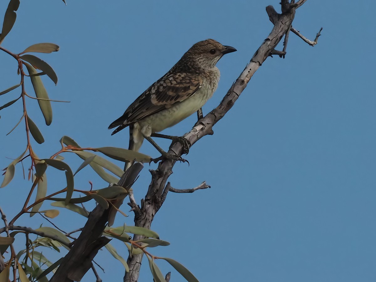 Spotted Bowerbird - ML622158660