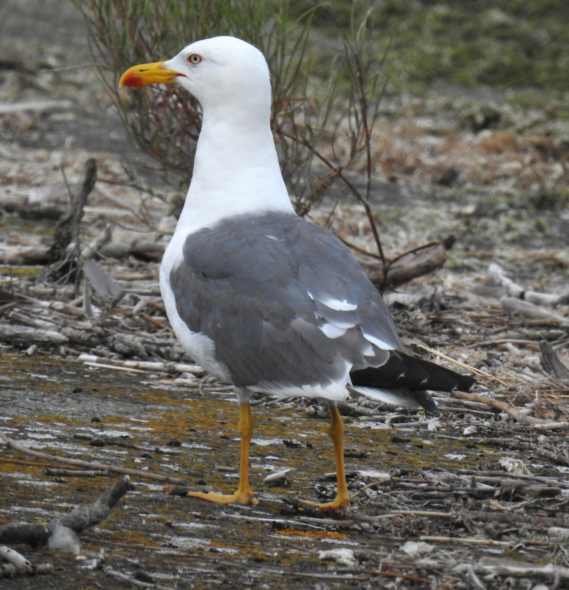 Lesser Black-backed Gull - ML622158663