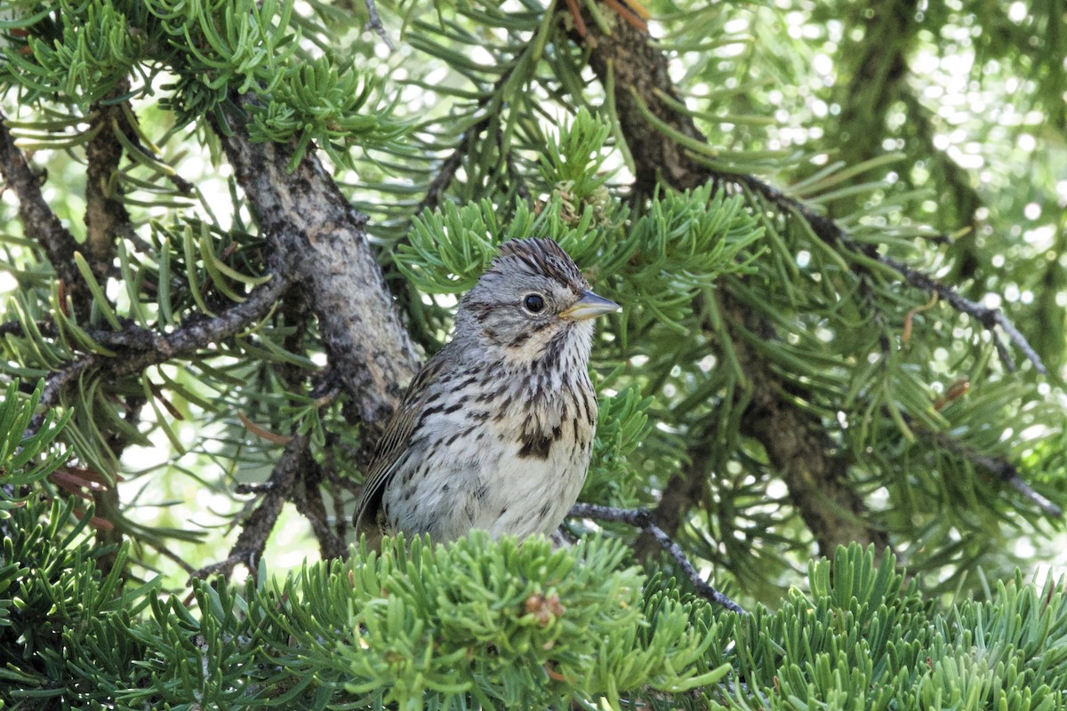 Lincoln's Sparrow - ML622158664