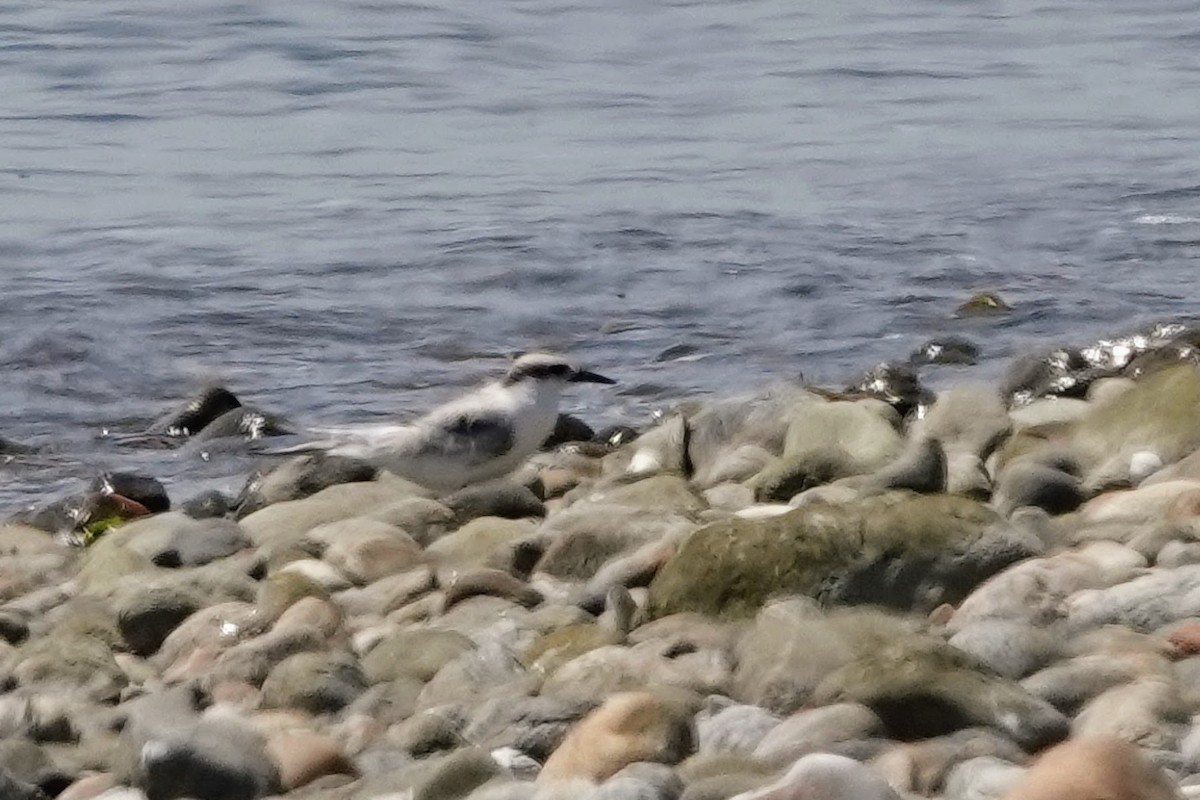 Least Tern - ML622158665