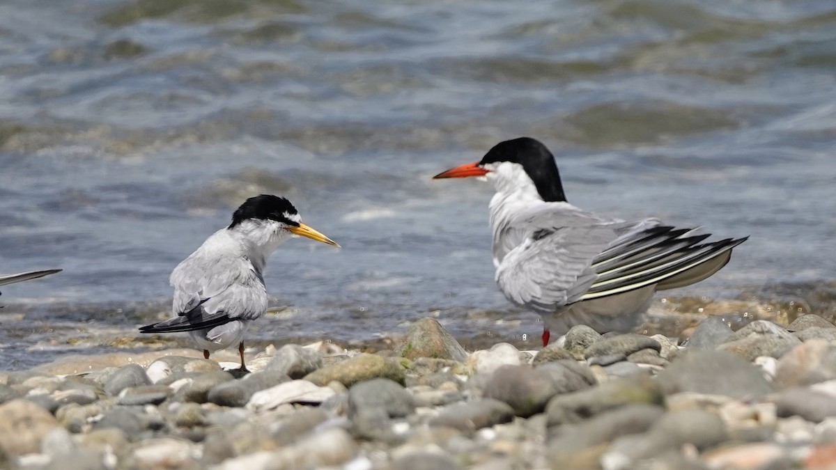 Least Tern - ML622158666