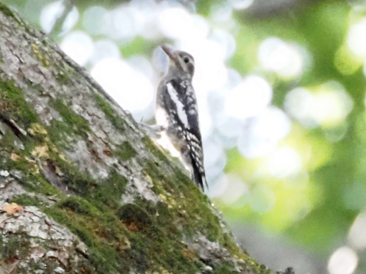 Yellow-bellied Sapsucker - ML622158667