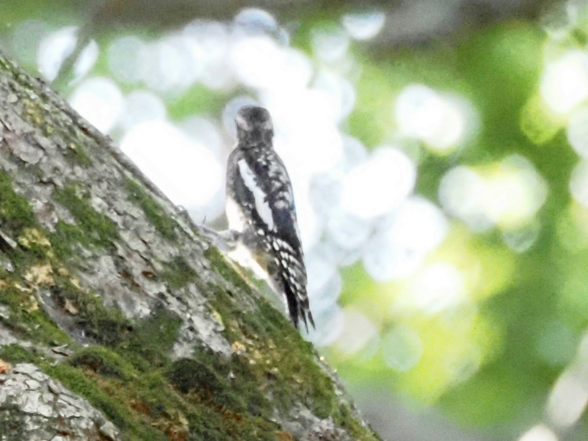 Yellow-bellied Sapsucker - ML622158668