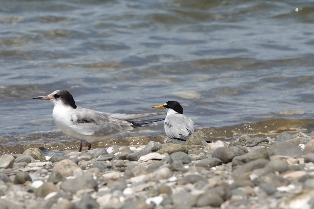 Least Tern - ML622158669