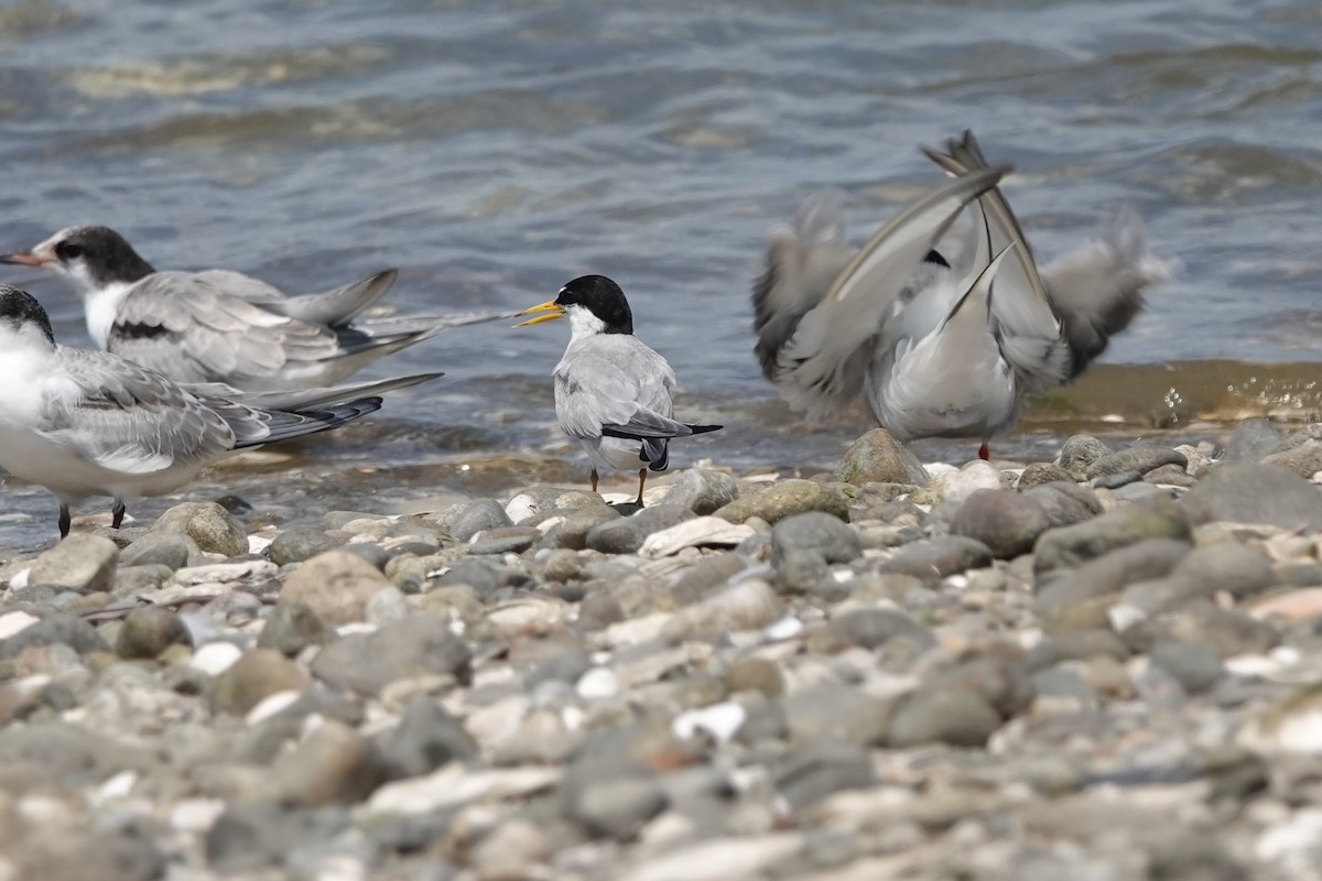 Least Tern - ML622158670