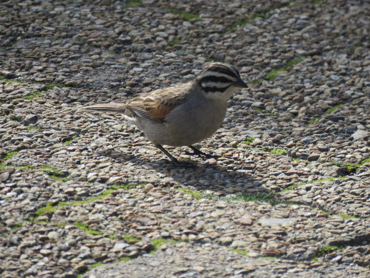 Cape Bunting - ML622158671