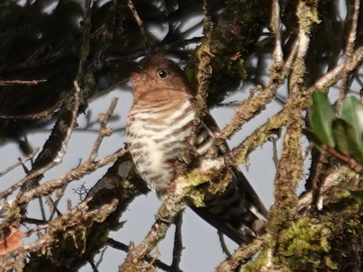 Rufous-throated Bronze-Cuckoo - ML622158672