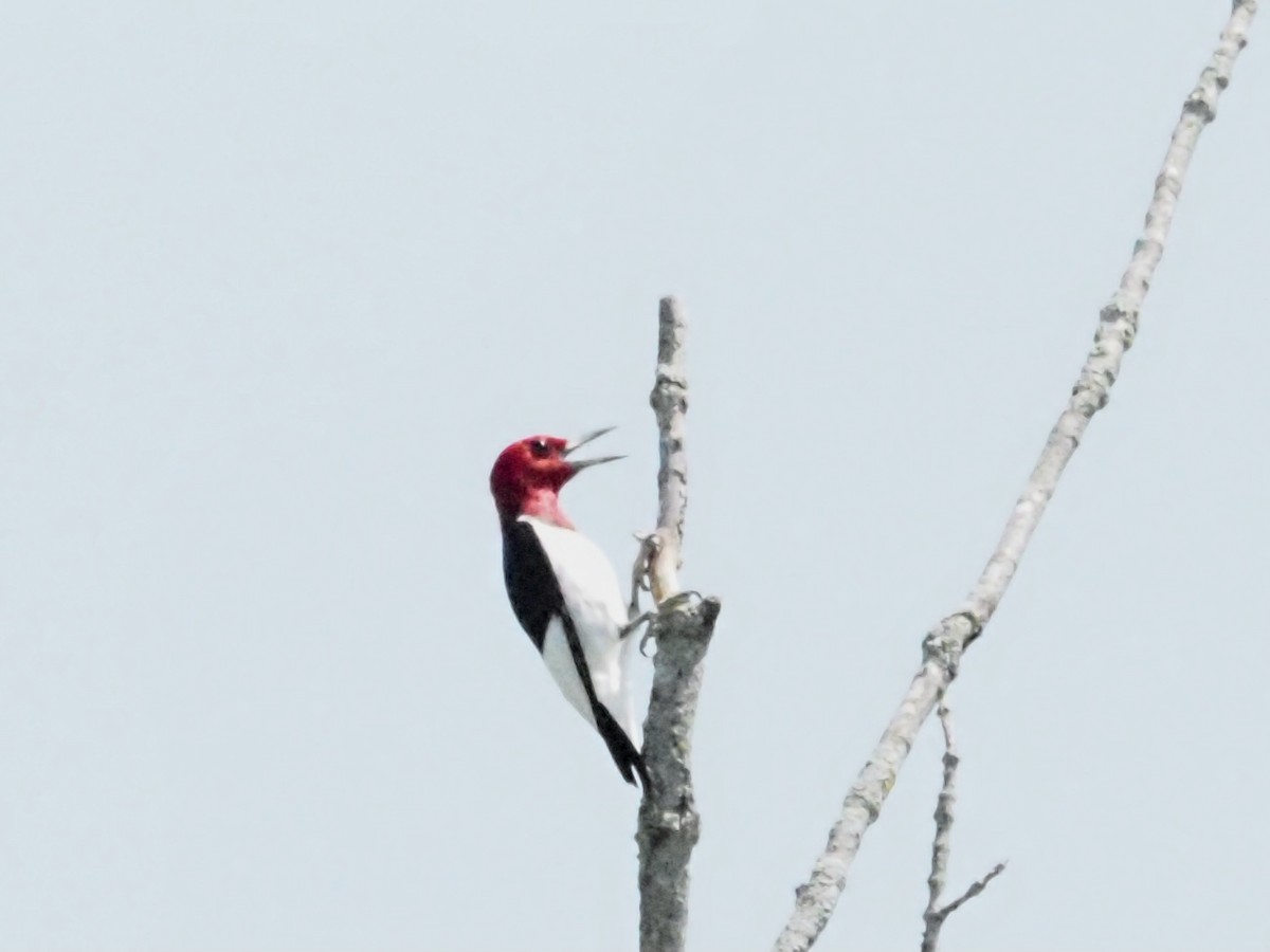 Red-headed Woodpecker - ML622158673