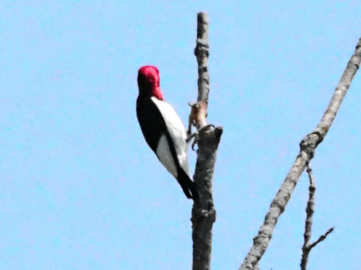 Red-headed Woodpecker - ML622158674