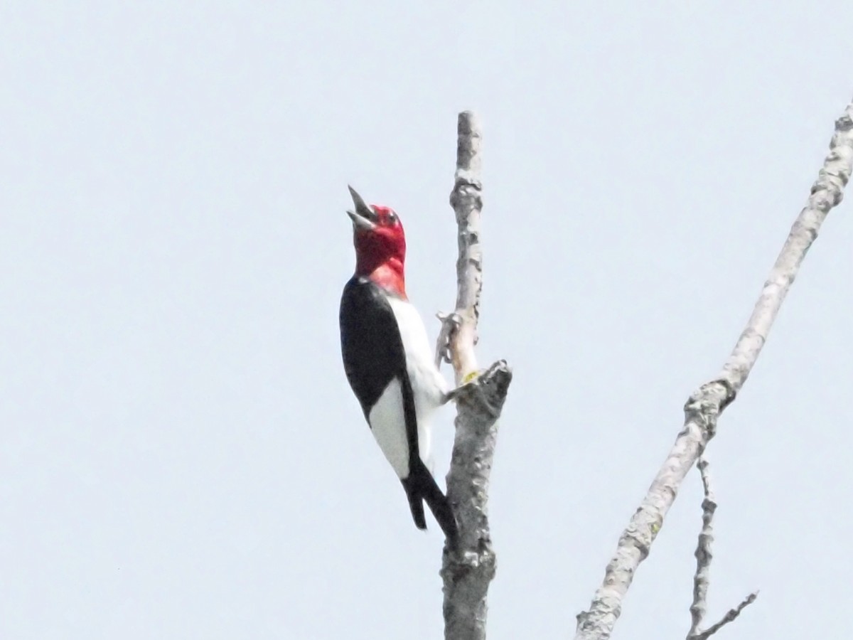 Red-headed Woodpecker - ML622158675