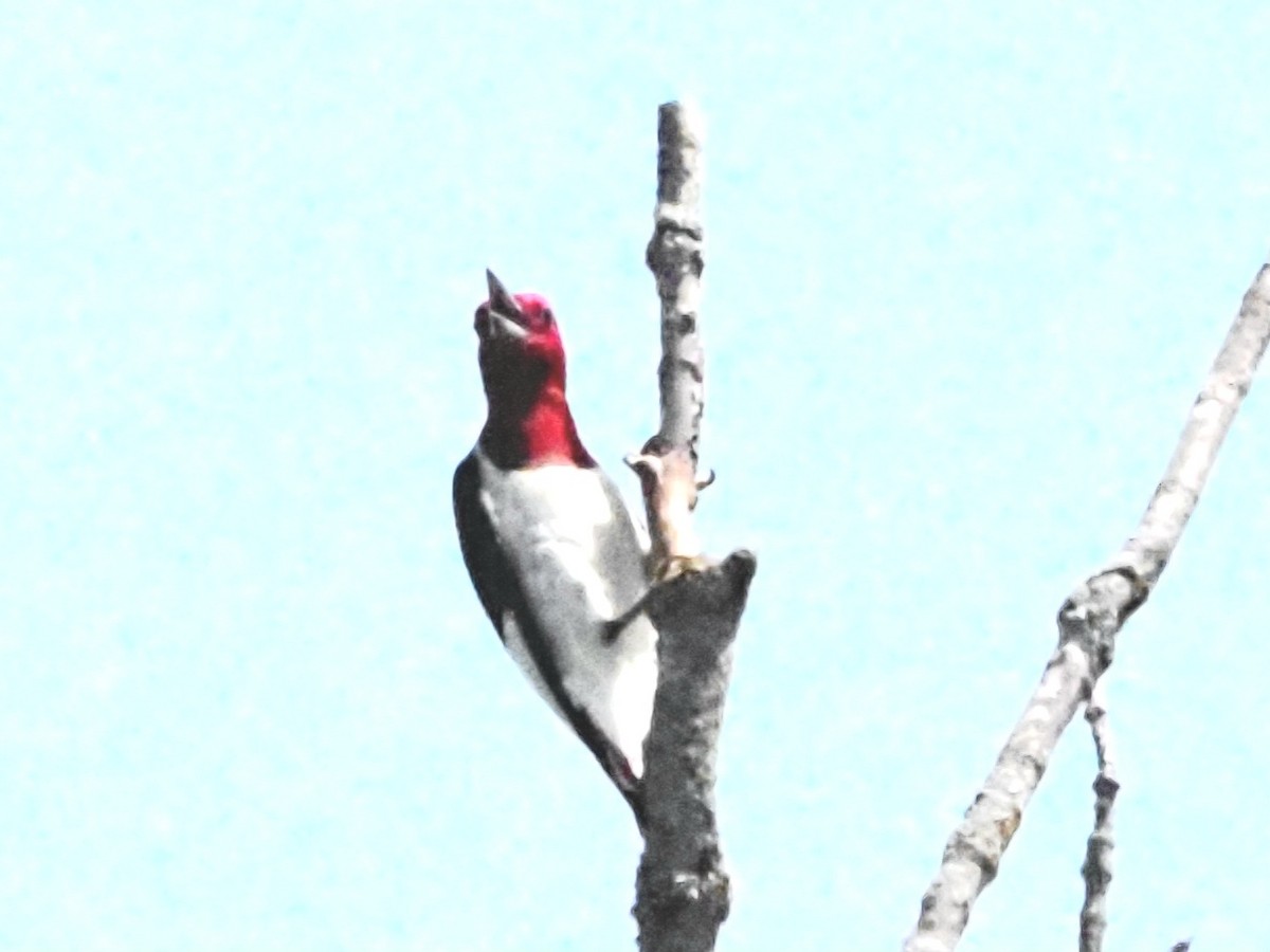 Red-headed Woodpecker - ML622158676
