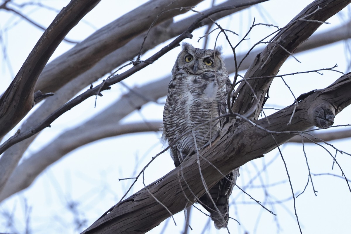 Great Horned Owl - ML622158677