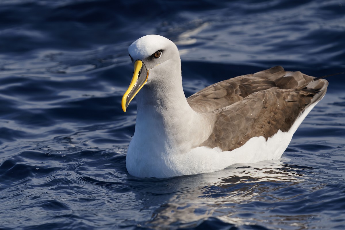 Buller's Albatross - ML622158679