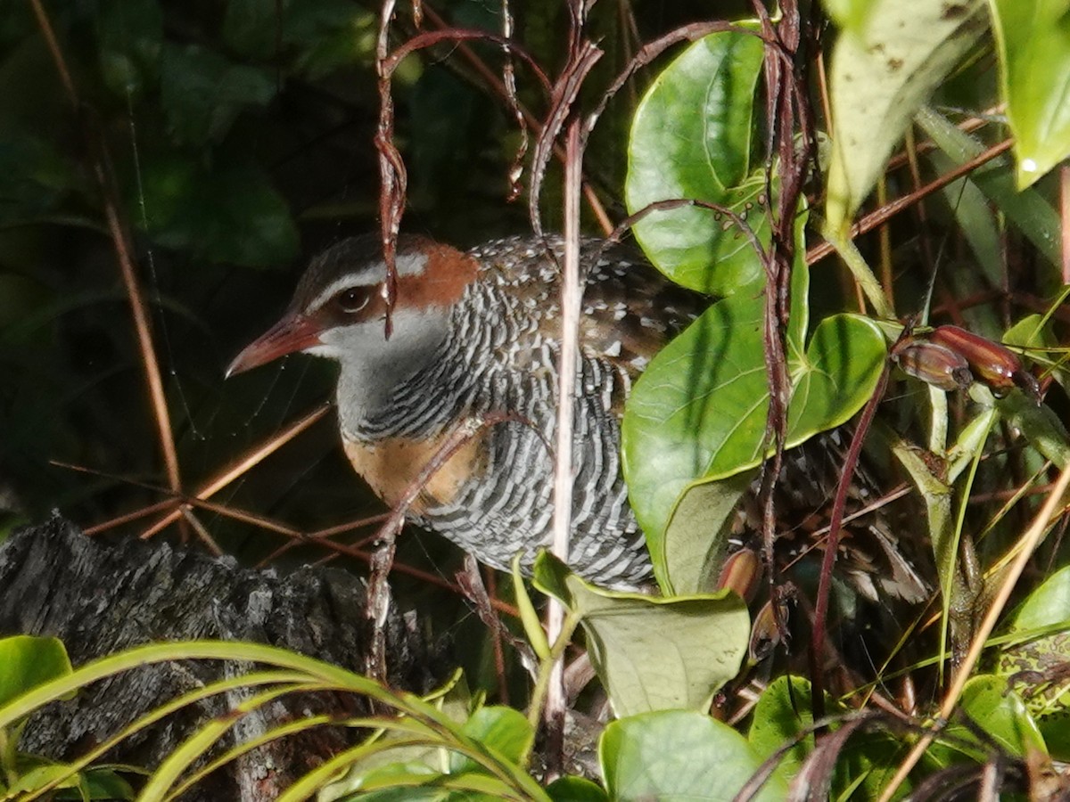 Buff-banded Rail - ML622158683