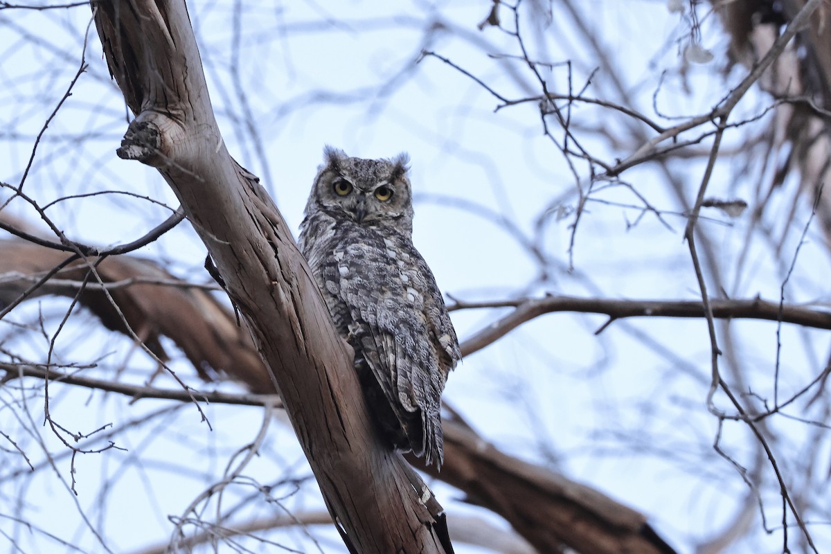Great Horned Owl - ML622158686