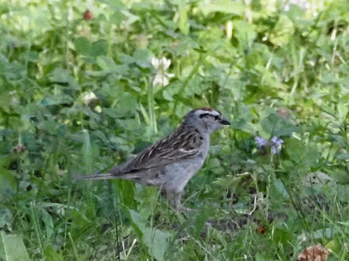 Chipping Sparrow - ML622158688