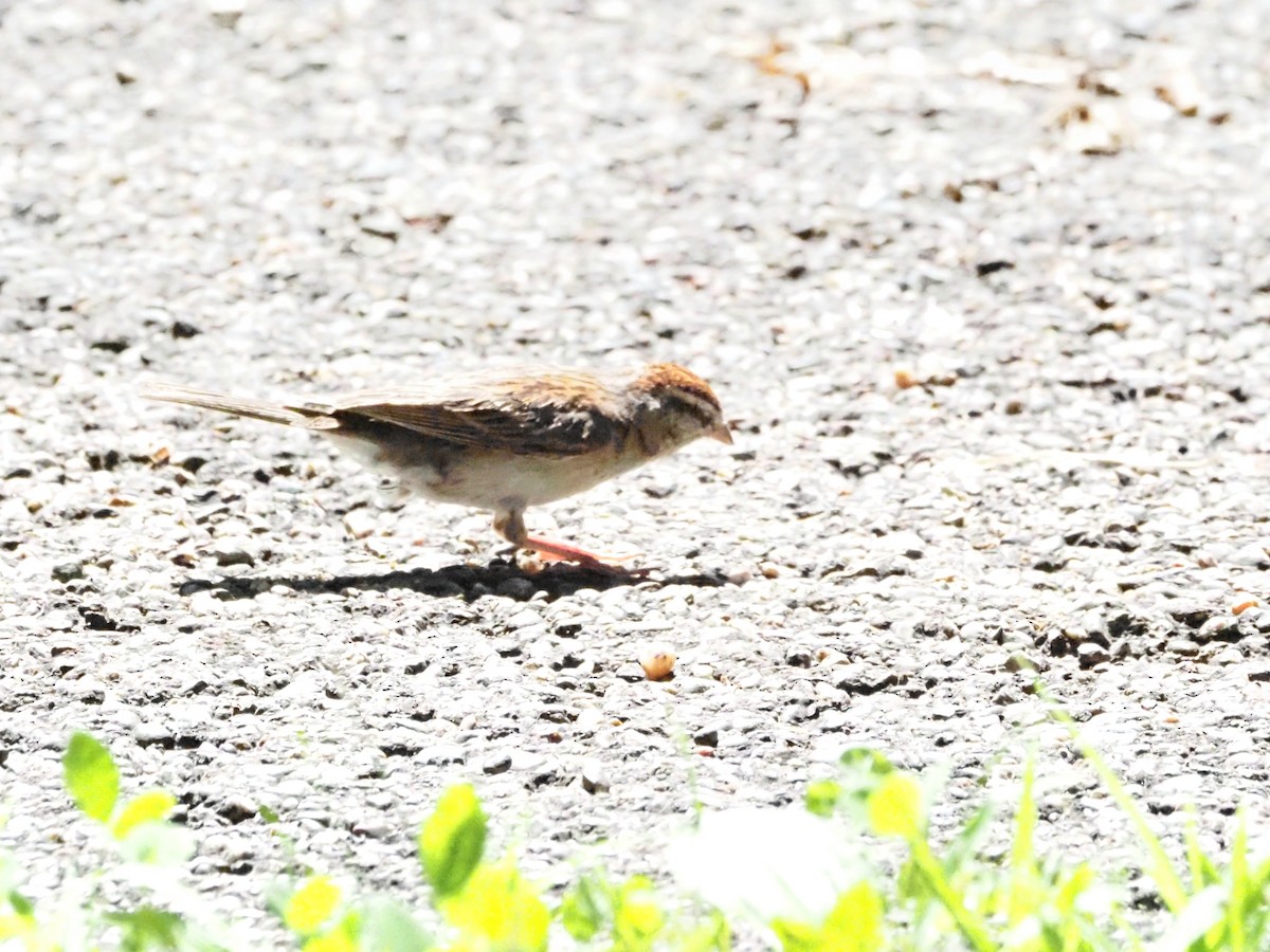 Chipping Sparrow - ML622158689