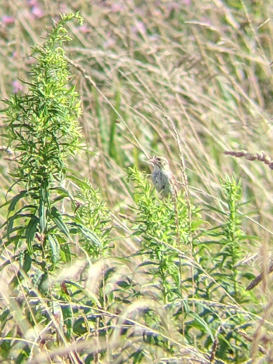 Henslow's Sparrow - ML622158693