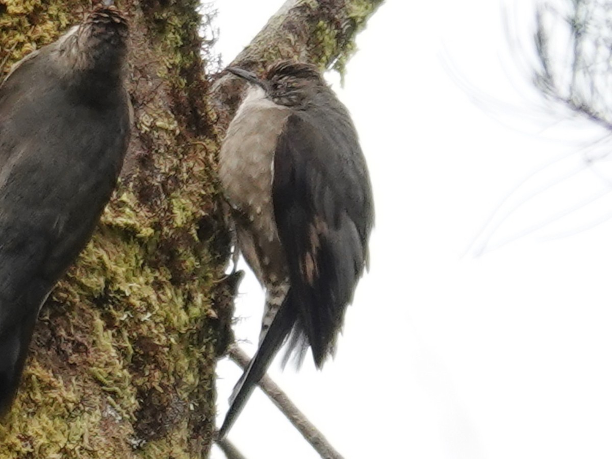 Papuan Treecreeper - ML622158694