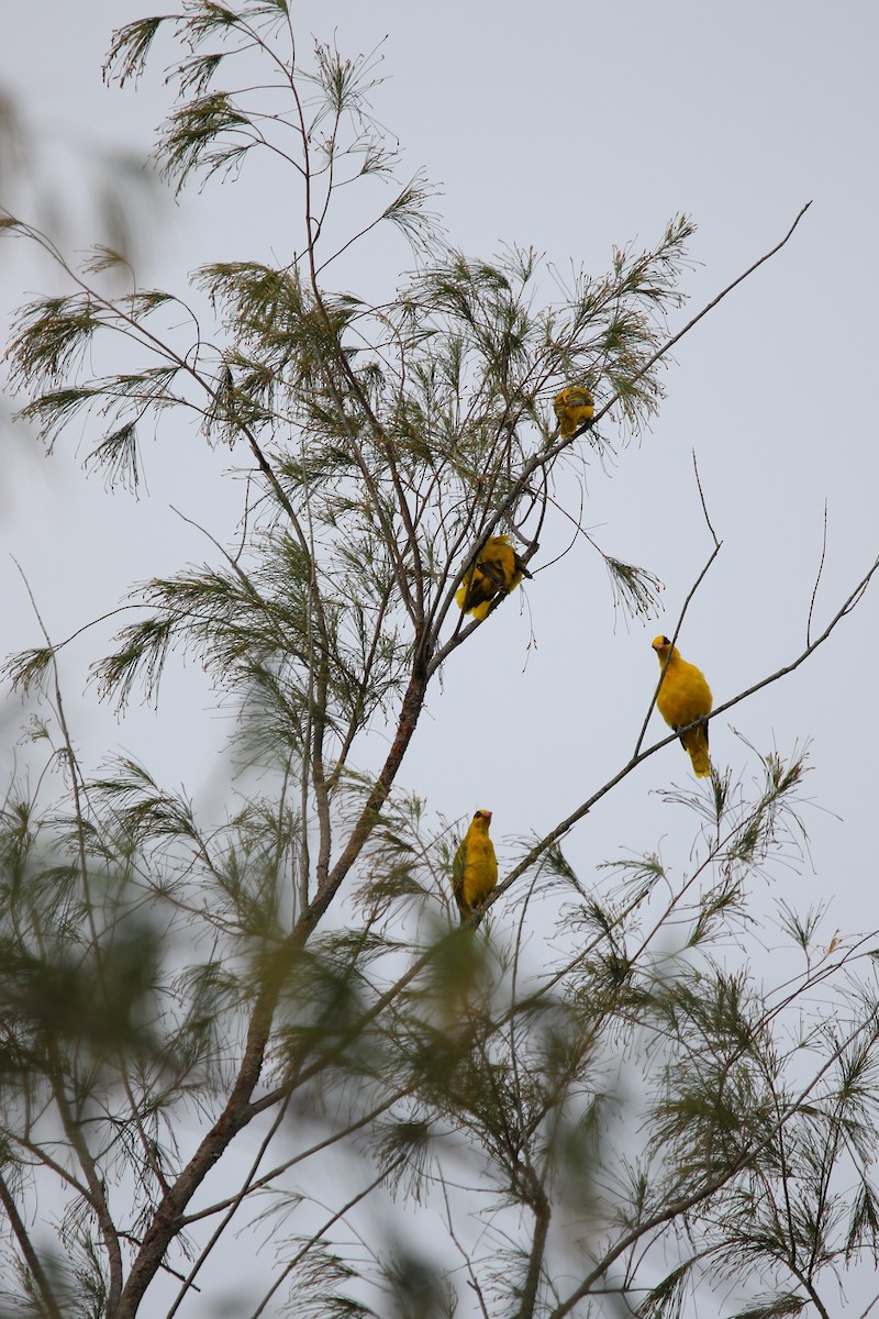 Black-naped Oriole - ML622158703