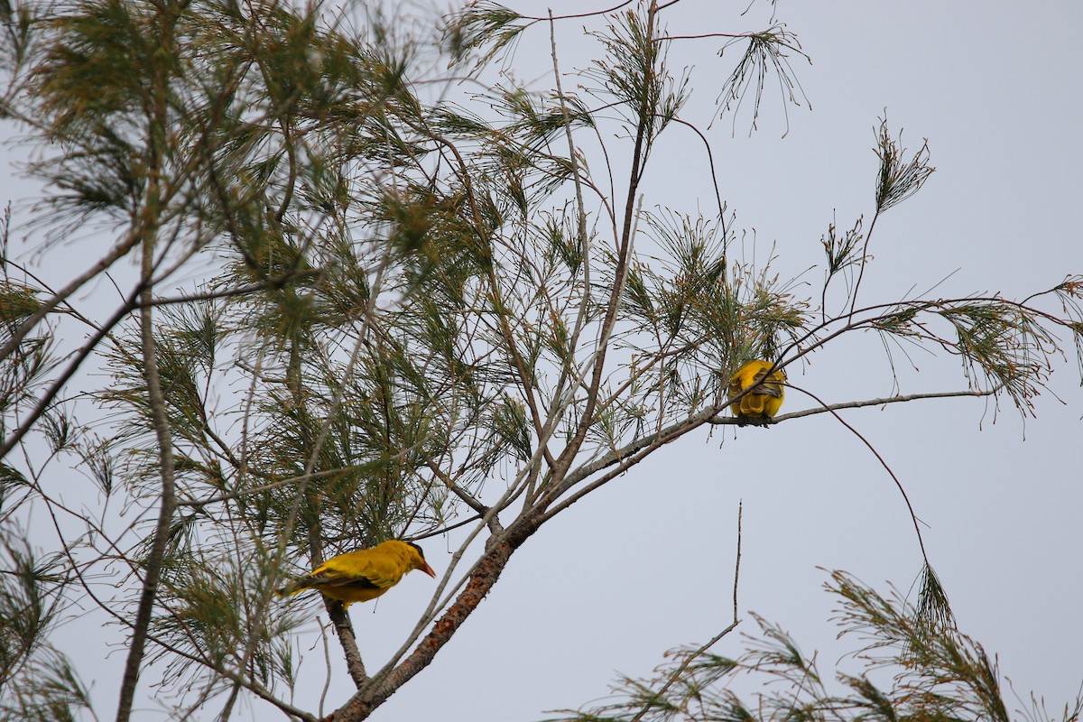 Black-naped Oriole - ML622158704