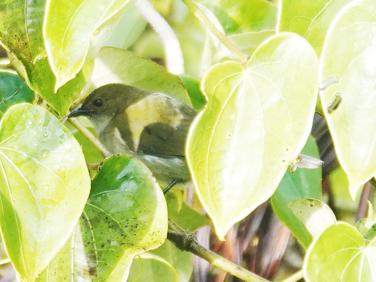 Mid-mountain Berrypecker - ML622158749