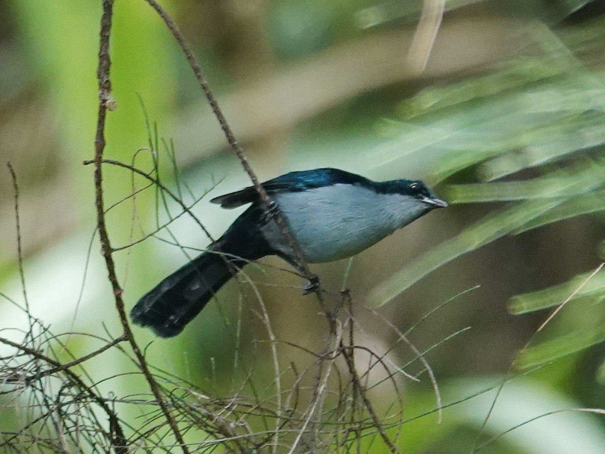 Fan-tailed Berrypecker - ML622158765