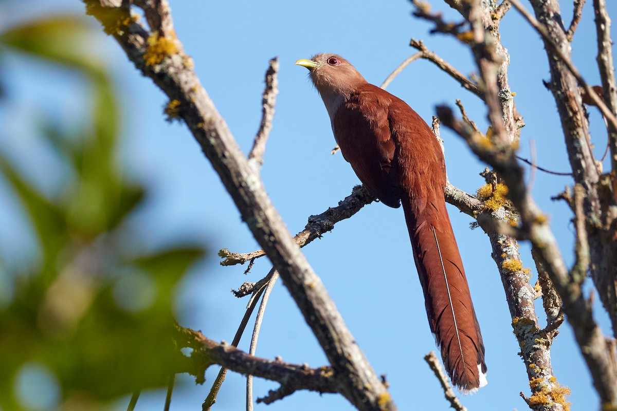Common Squirrel-Cuckoo - ML622158778