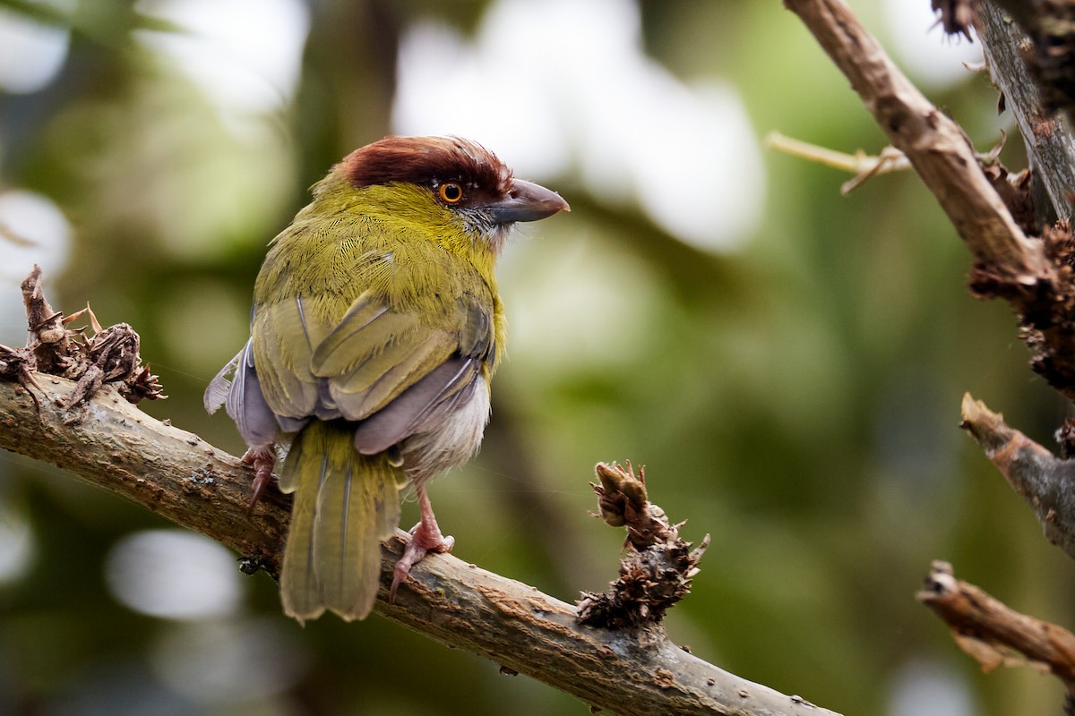 Rufous-browed Peppershrike - ML622158791