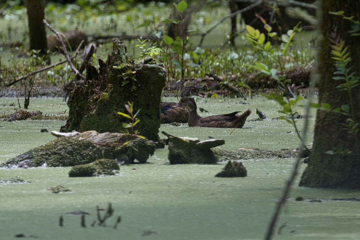 Wood Duck - ML622158794