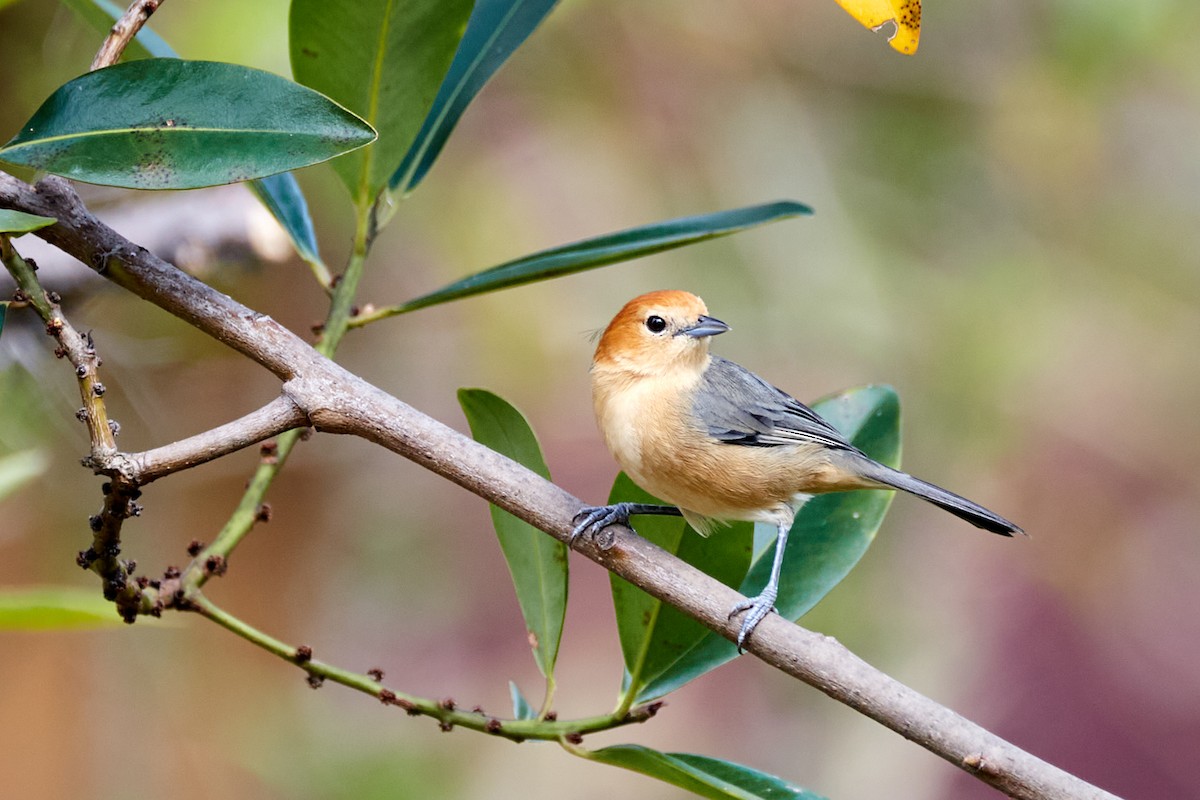 Buff-bellied Tanager - ML622158809