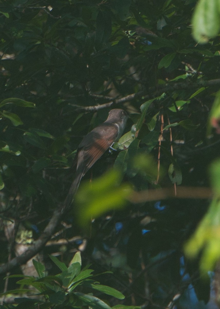 Yellow-billed Cuckoo - ML622158811