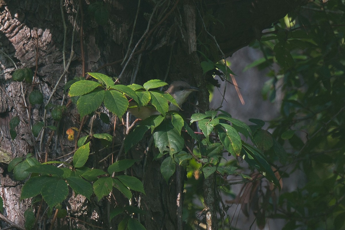 Yellow-billed Cuckoo - ML622158812