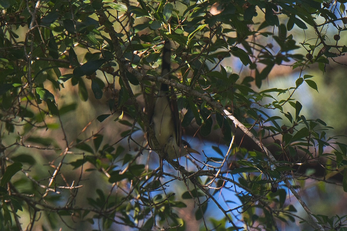 Yellow-billed Cuckoo - ML622158813