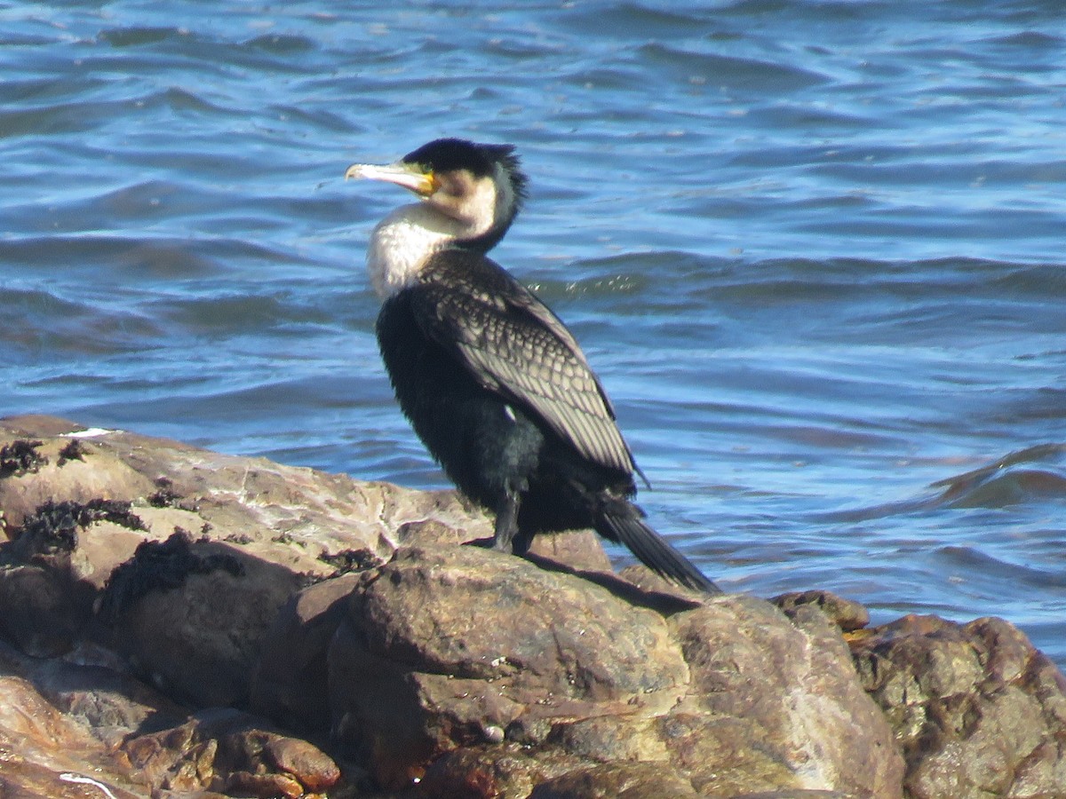 Great Cormorant - ML622158815