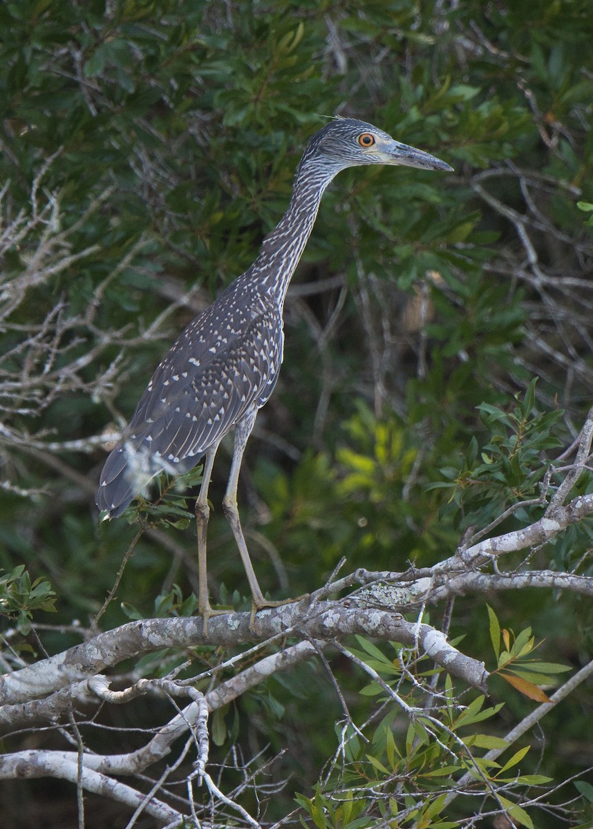 Yellow-crowned Night Heron - ML622158824