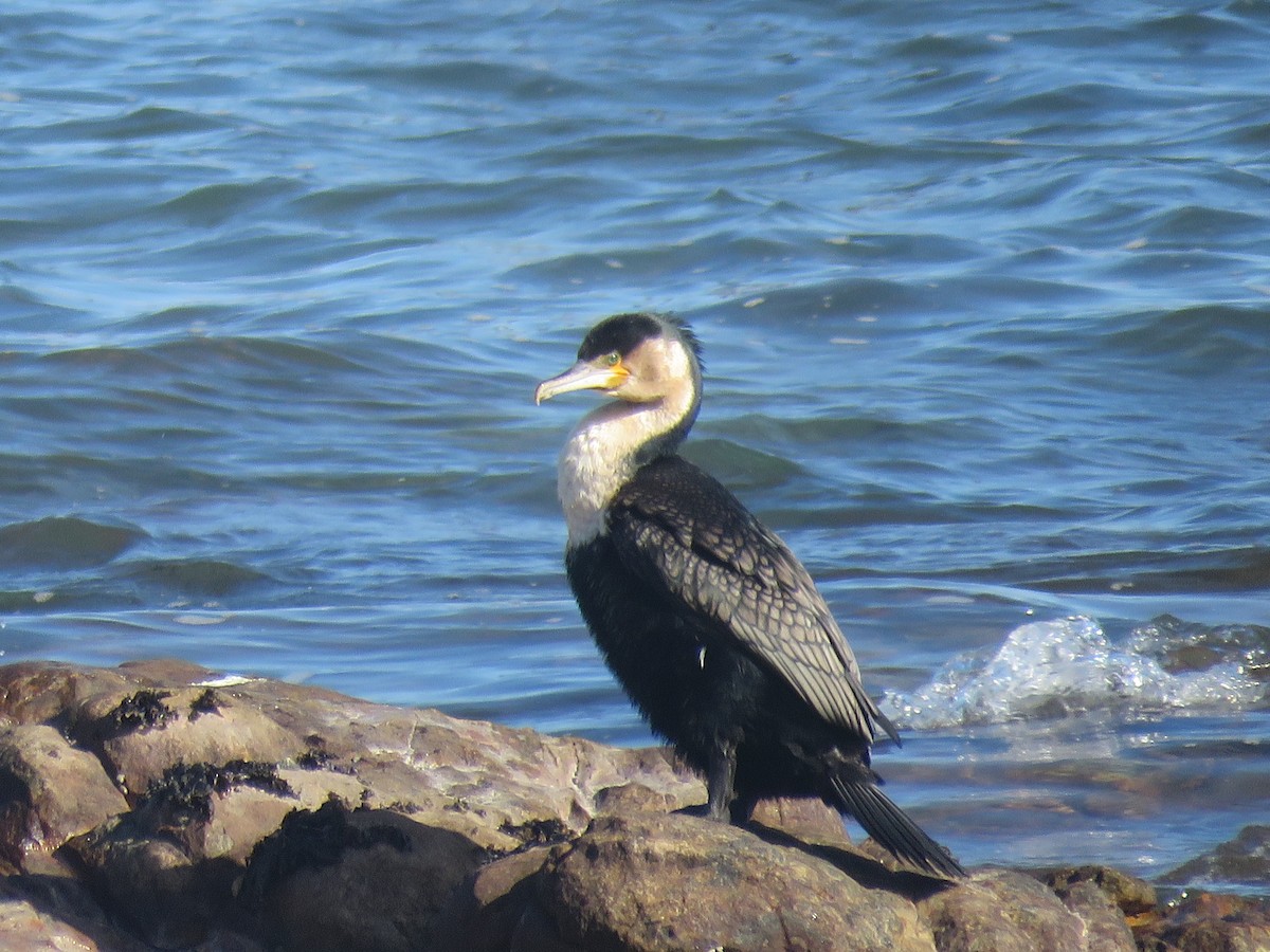 Great Cormorant - ML622158829