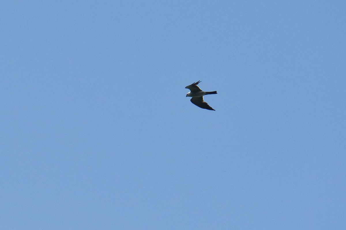 Mississippi Kite - ML622158830