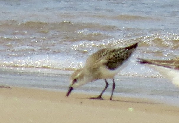 Baird's Sandpiper - ML622158831