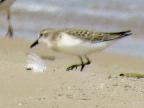 Baird's Sandpiper - ML622158832