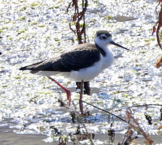 Cigüeñuela Cuellinegra - ML622158833