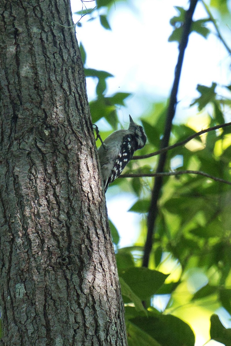 Downy Woodpecker - ML622158841