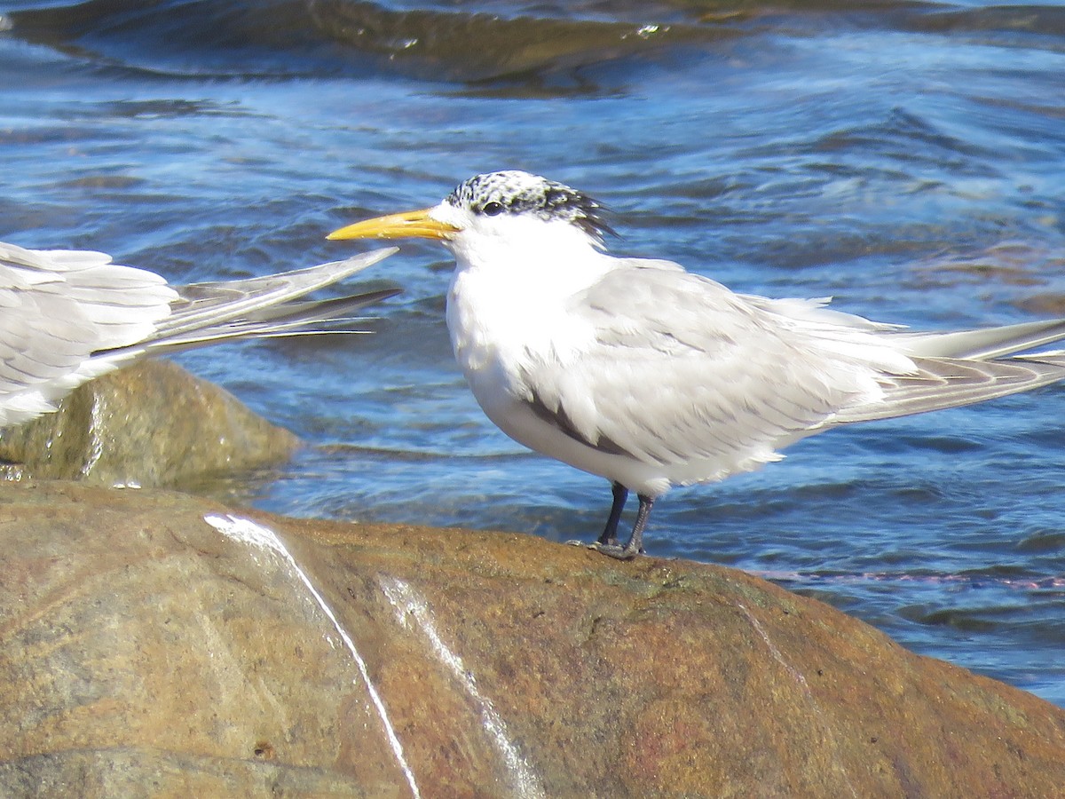 Great Crested Tern - ML622158842